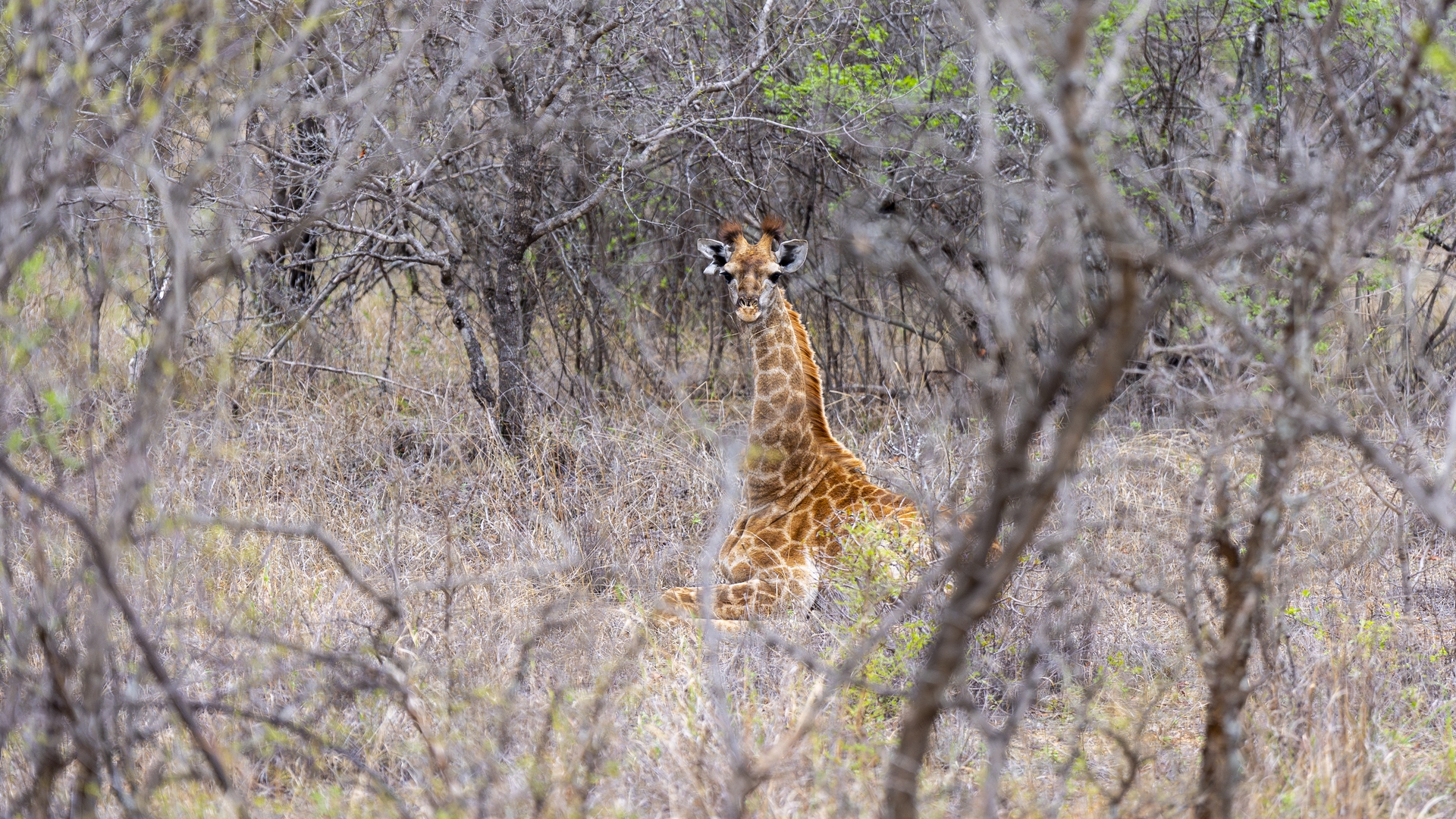 Kruger25 2025 11 07 16 02 10 ILCE 9M3 2576